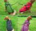 Coat for Your Dog